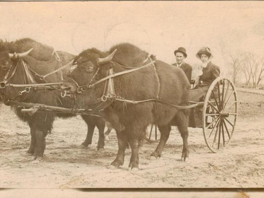 Bison-drawn carriage in Sioux Falls, South Dakota, 1900s