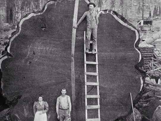 One more giant sequoia cut
