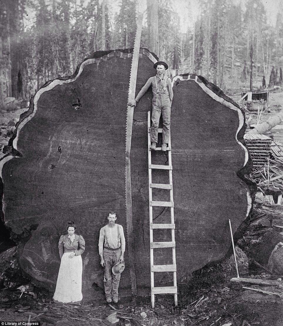 Unique vintage photo of lumberjacks, posing near recently cut giant sequoia