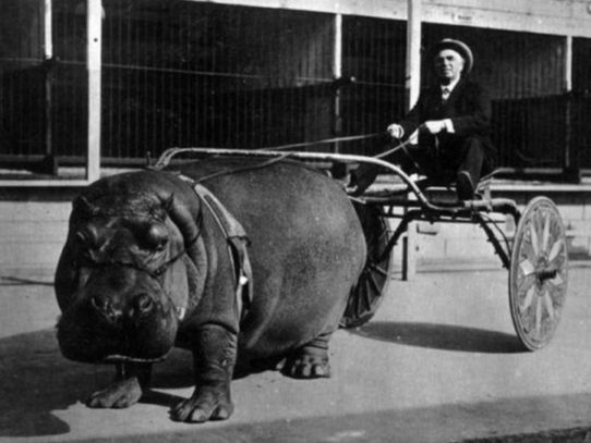 A circus hippopotamus, harnessed to a wagon, 1924