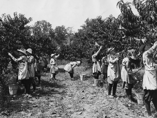Farmerettes harvesting a peach crop during WWI