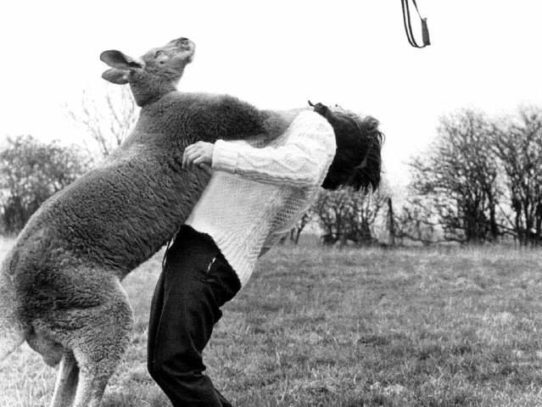 Kangaroo punches a photographer, England, 1961