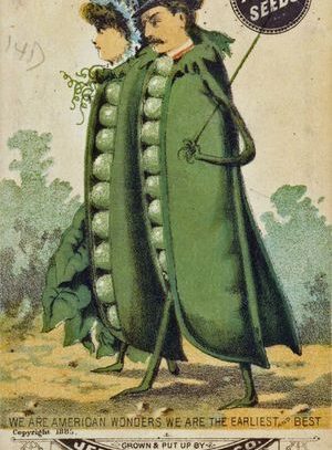 Seed Packet, Cambridge, 1885