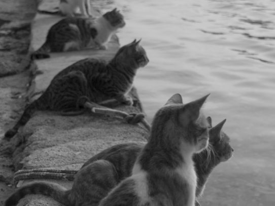 Cats Waiting for Fishermen to Return, Greece, 1970s