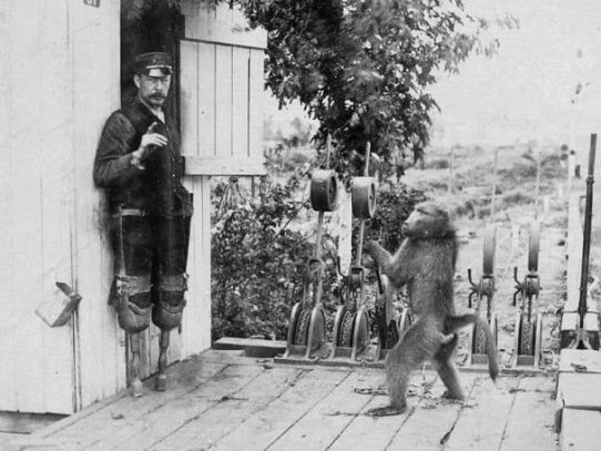 The signalman baboon, South Africa, 1880s.