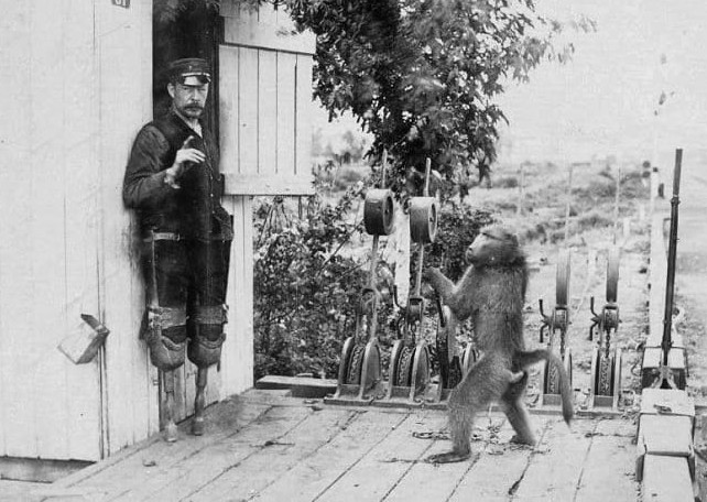 Baboon railway signalman