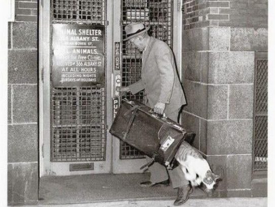 Cat escaping The Animal Rescue League, 1940