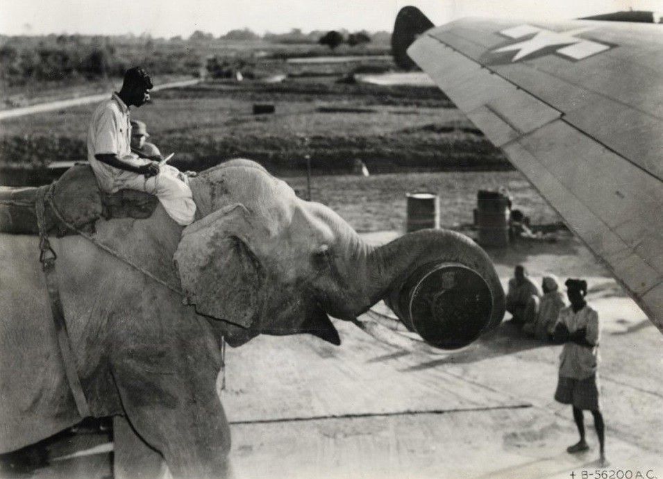An elephant at an Allied airfield in India loads an American C-46