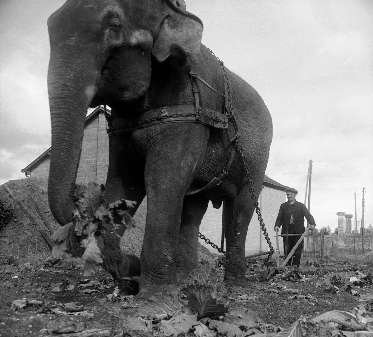 WW2 photos An elephant plows instead of a horse