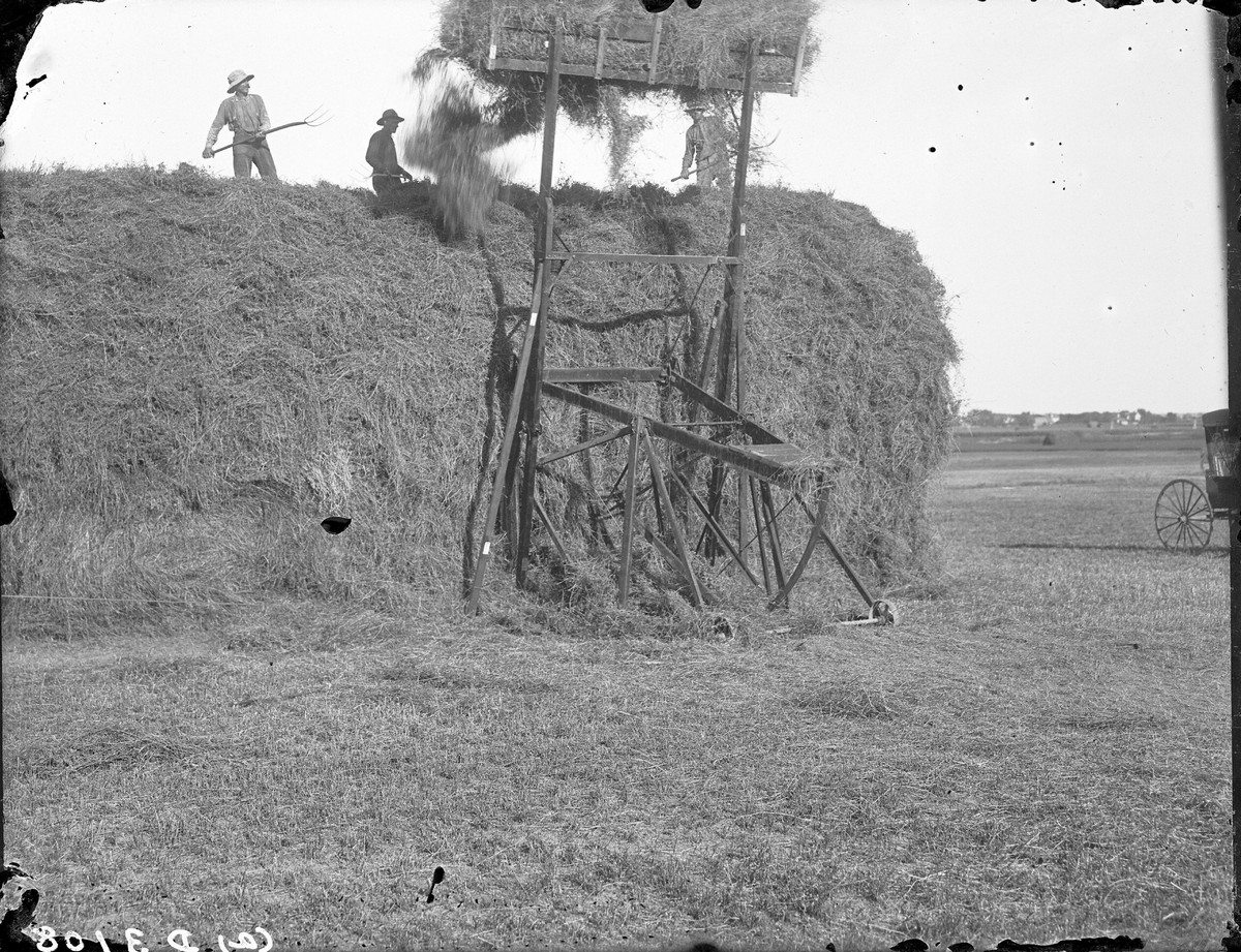 Hay laying in Buffalo County, Nebraska, 1903.