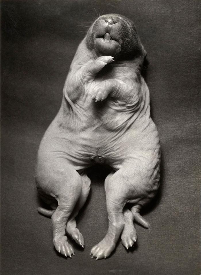 Newborn mutant rabbit with one head, endowed with two bodies. 1941