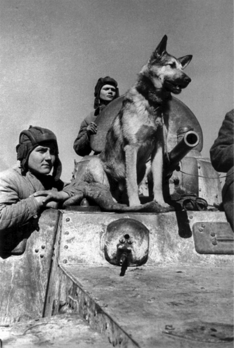 WW2 pictures of The crew of the BA-10 armored car with a shepherd
