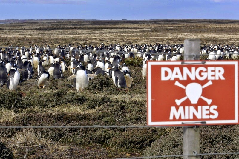 falkland island minefield penguins