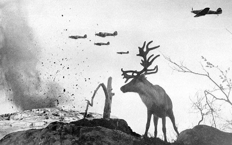 Reindeer operation